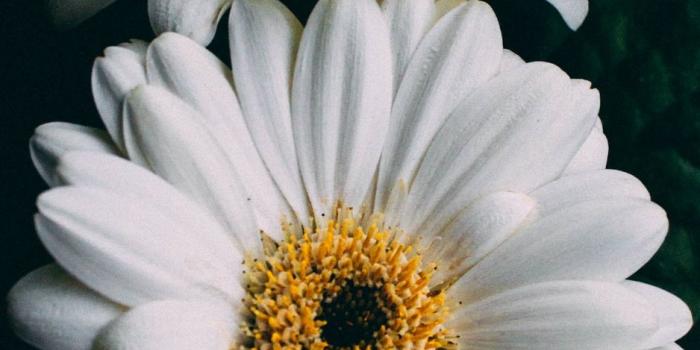 938x1668 Download wallpaper 938x1668 gerbera, white, flowers iphone 8/7/6s/6