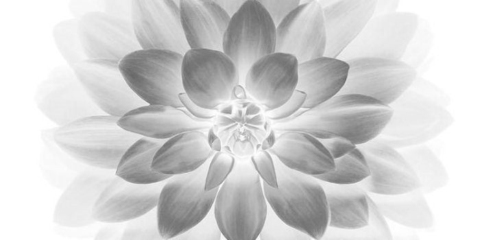750x1334 65+ Flower 6 Lotus iPhone Wallpapers - Download at WallpaperBro