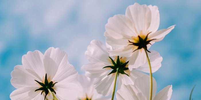 938x1668 Download wallpaper 938x1668 cosmos, flowers, white, petals, sky