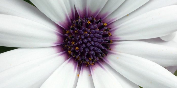 1242x2208 iPhonepapers.com | iPhone 8 wallpaper | ne81-flower-purple-white