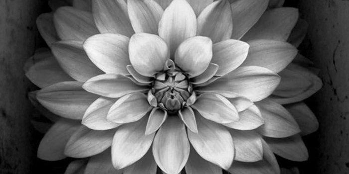 744x1392 White flower IOS 8 - The iPhone Wallpapers