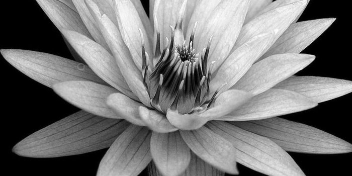 1080x1920 20+ Black and White Flower iPhone Wallpapers - Download at WallpaperBro
