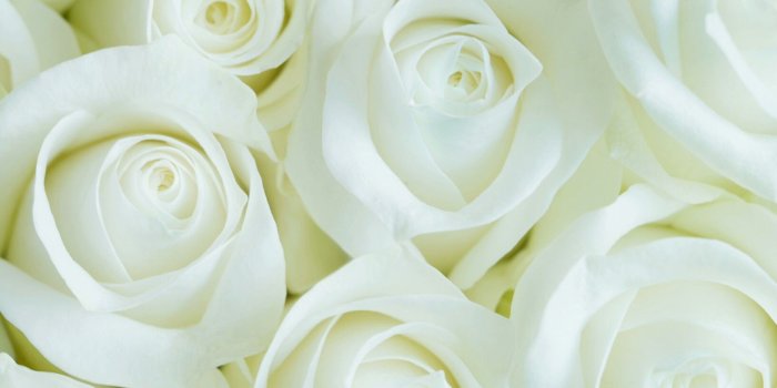 1634x2450 Wallpaper White Roses Flower For iPhone | iPhoneWallpapers | White