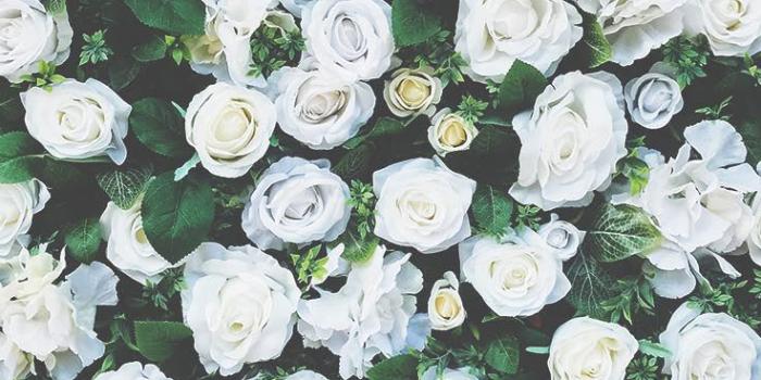 736x1308 29 Romantic Roses iPhone X Wallpapers | Preppy Wallpapers