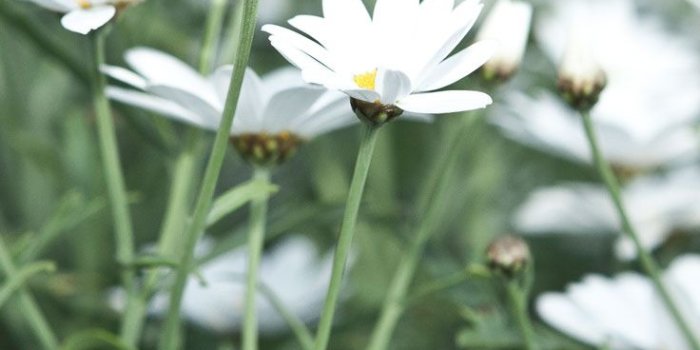 736x1308 27 Floral iPhone 7 Plus Wallpapers for a Sunny Spring | Preppy