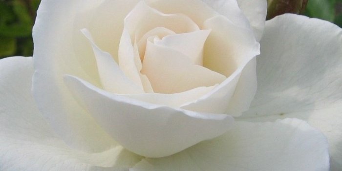 800x1200 Download wallpaper 800x1200 rose, white, flower iphone 4s/4 for