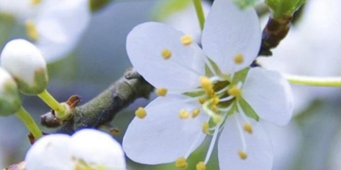 744x1392 Nature Pure White Flower Bloom Branch iPhone se Wallpaper Download