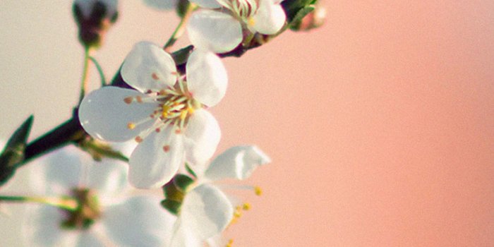 828x1792 Floral Wallpaper Iphone Xr