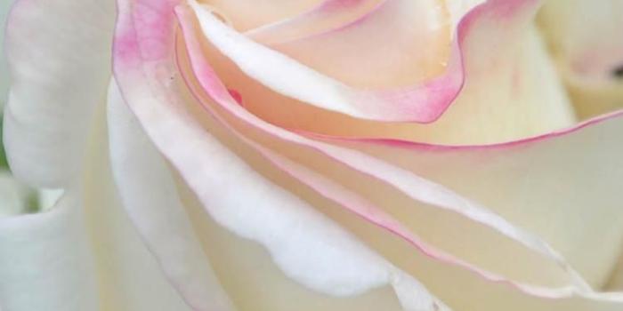 750x1334 White Rose iPhone Wallpapers - Top Free White Rose iPhone