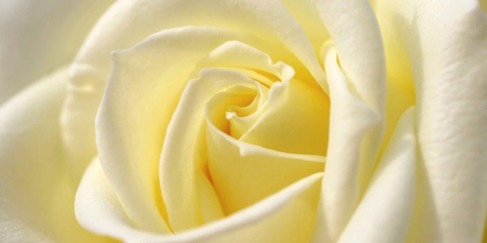 2880x1800 White Rose High Definition