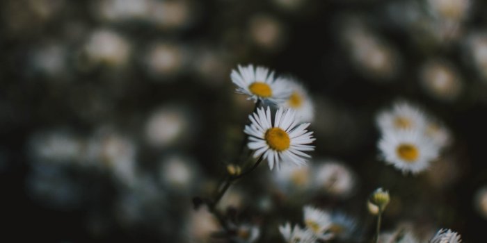 1920x2880 White Chamomile Flowers iPhone Wallpaper · The Big Photos