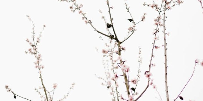 736x1308 Simple Floral Iphone Background
