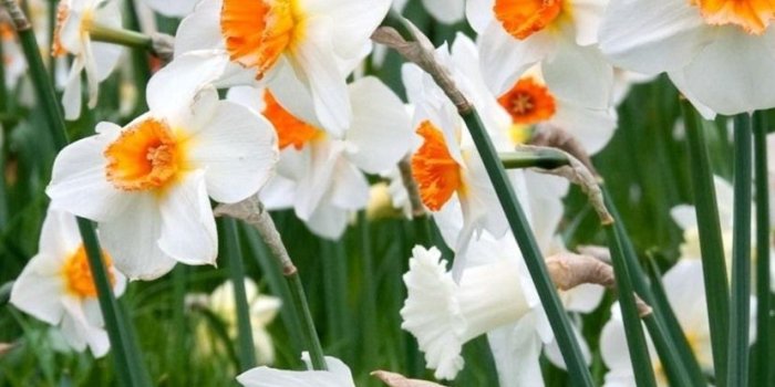 828x1792 Daffodils fields, white flowers 828x1792 iPhone XR wallpaper