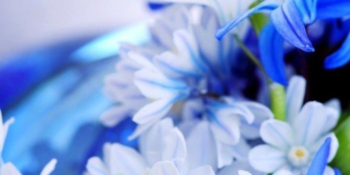 900x1600 Blue White Flowers Wallpaper iPhone | 2019 3D iPhone Wallpaper