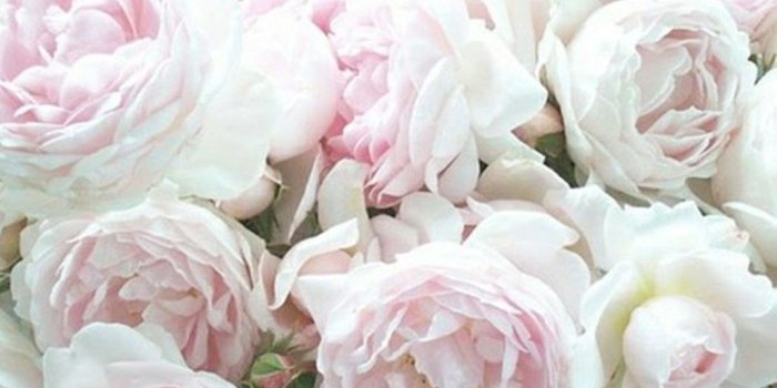1025x768 Pink White Rose Wallpaper Flower Soft Queen Flowers - White Rose