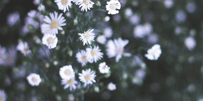 750x1334 iPhone7papers.com | iPhone7 wallpaper | nm05-flower-white-spring-nature