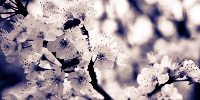 1280x1280 Ipad - Black And White Flowers Wallpaper Iphone (#656784) - HD