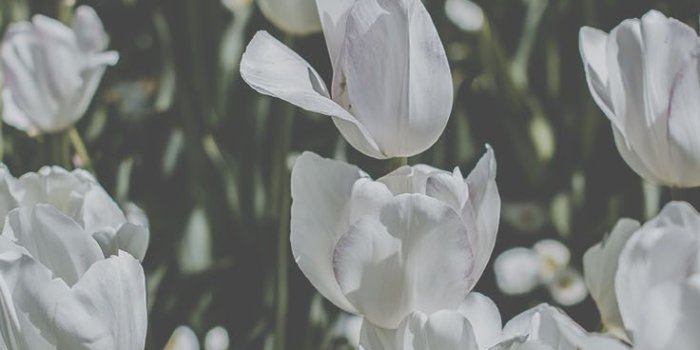 736x1308 12 Floral iPhone Xs Wallpapers To Celebrate Spring | Cute wallpapers