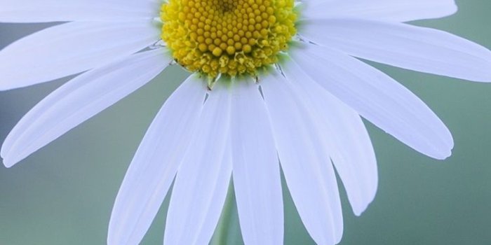 750x1334 White flower, chamomile, glare 750x1334 iPhone 8/7/6/6S wallpaper