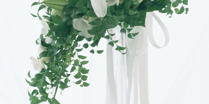 1080x1920 iPhone 6S Plus White Flowers Wallpaper | Gallery Yopriceville