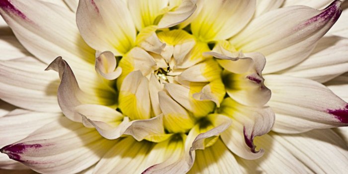 1080x1920 White And Purple Flower Iphone Wallpaper - Flower (#656692) - HD