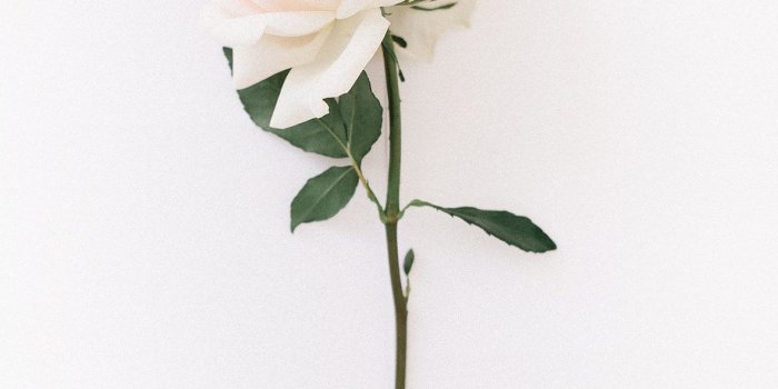 1181x1772 White Rose iPhone Wallpapers - Top Free White Rose iPhone