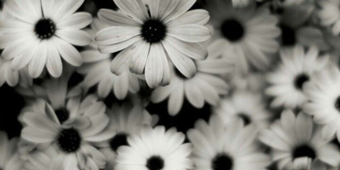 720x1280 Black-white flowers (wallpaper) | Black and white wallpapers