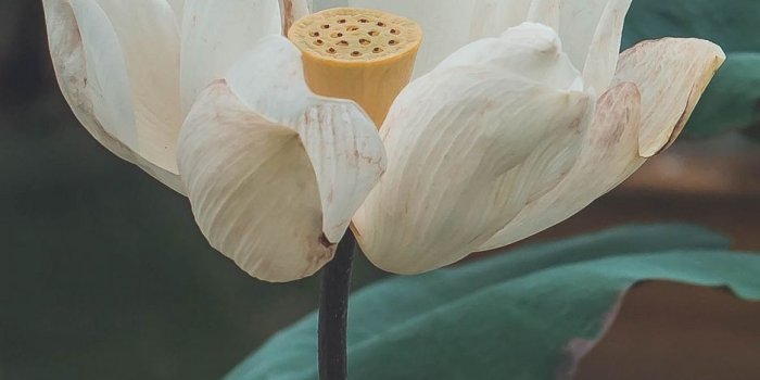 938x1668 Download wallpaper 938x1668 lotus, flower, white, bud, petals, bloom