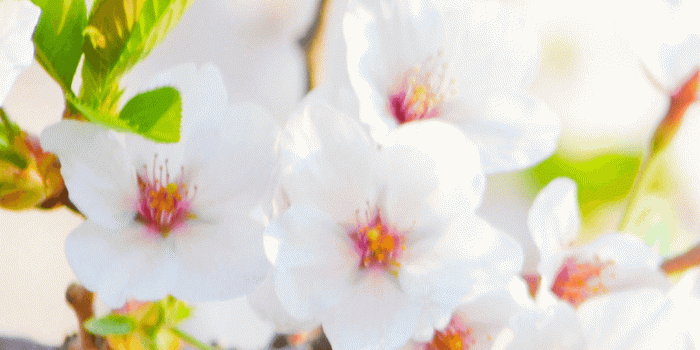 1080x1920 Ultra HD White Flowers Wallpaper For Your Mobile Phone0566