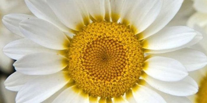 1080x1920 Flower iPhone Backgrounds For Desktop - WallpaperAsk