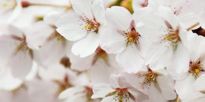 1080x1920 Flower Linkedin Background (#656736) - HD Wallpaper Download