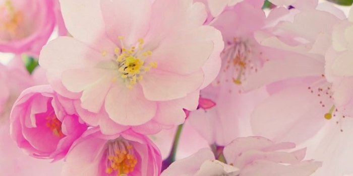 736x1308 Floral iPhone Wallpapers - Top Free Floral iPhone Backgrounds