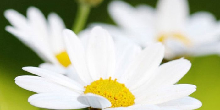 1080x1920 Free download Flower iPhone 6 Plus Wallpaper 432 iPhone 6 Plus