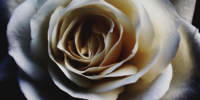 1080x1920 Flower, Rose, White iPhone Wallpaper - iDrop News