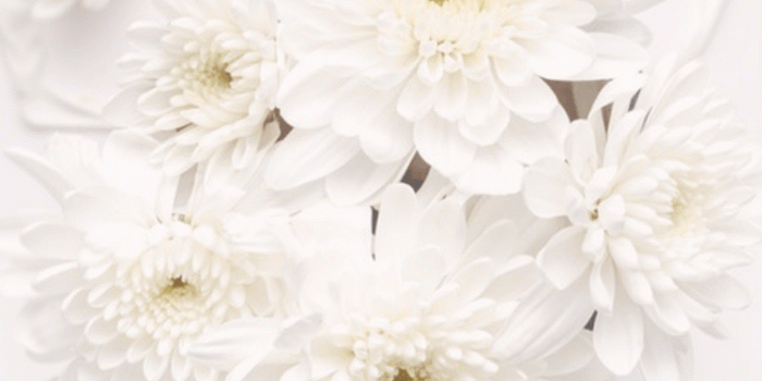 750x1334 Free floral iPhone wallpapers - Elizabeth Anne | iPhone wallpapers