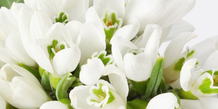 1242x2688 Snowdrops, white flowers and background 1242x2688 iPhone XS Max