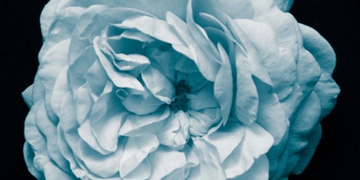 1080x1920 Flower, White, Macro Iphone Wallpaper - Kiso Ft Yvette Good Life