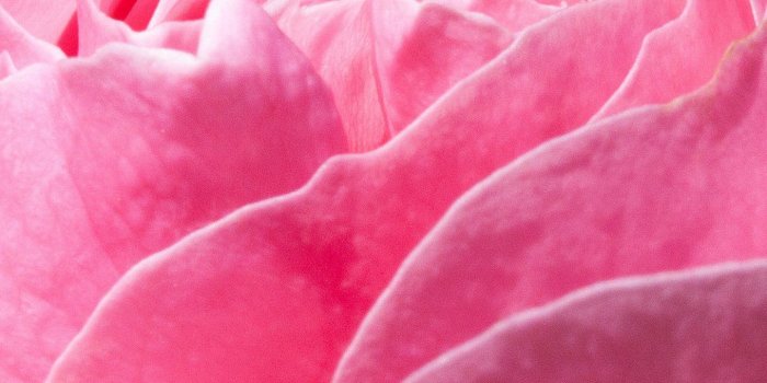 1440x2560 Pink Rose Wallpaper - iPhone, Android & Desktop Backgrounds