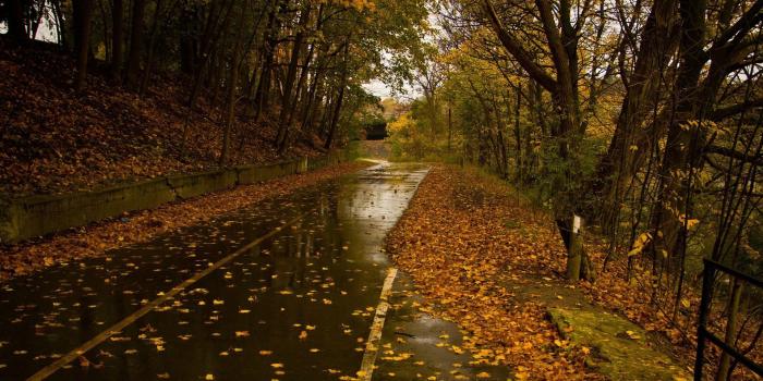 1920x1371 Wet Road Rainy Day Leaves Fall Autumn HD wallpaper