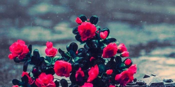 1080x1919 Red Flowers Rainy Day iPhone 6 / 6 Plus and iPhone 5/4 Wallpapers