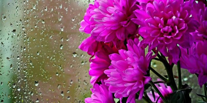 2280x1500 HD Beauty Rainy Day Widescreen High Definition Wallpaper For Desktop