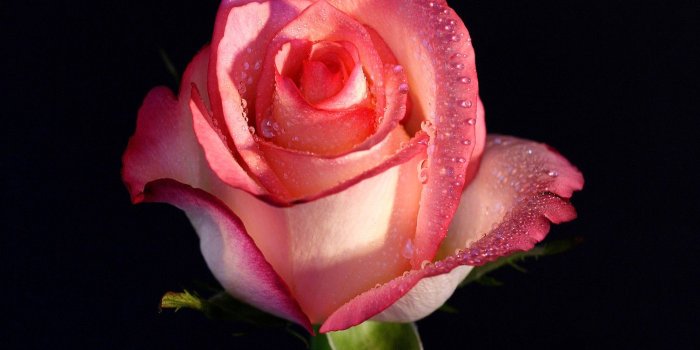 1504x1128 Pink, Rose, Flower Wallpapers, Nature Images, Plants, HD Flowers