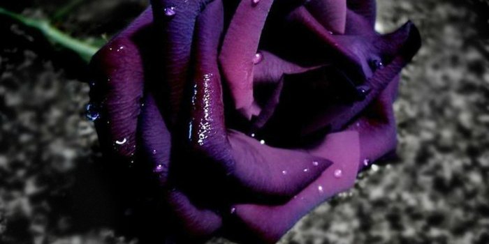 2560x1600 Purple Roses Wallpapers