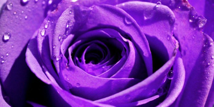 1105x907 18726 purple rose wallpaper