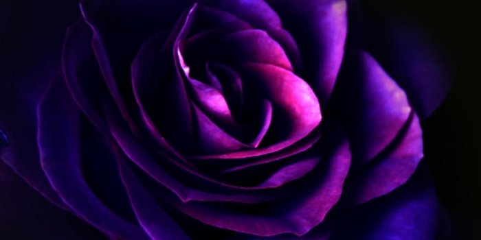 1366x768 Flowers: Purple Rose Gorgeous Bright Flower HD Pictures for HD 16:9