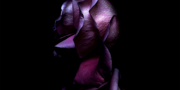 3208x3208 4K Rose Wallpapers - Top Free 4K Rose Backgrounds - WallpaperAccess
