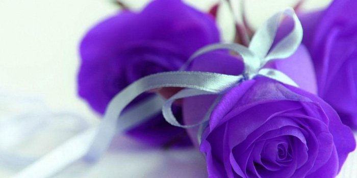 1241x993 Purple Rose Wallpaper Home 16 Desktop Wallpaper Hdflowerwallpaper