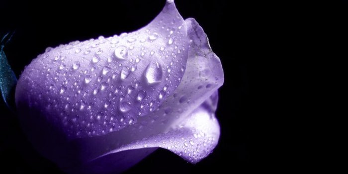 1920x1080 Purple Rose HD desktop wallpaper : Widescreen : High Definition