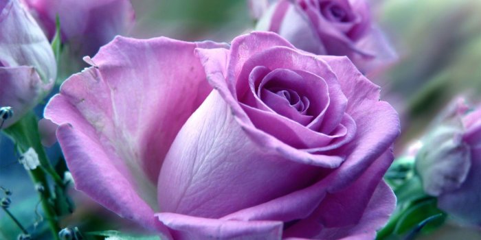 1600x1000 Free download orange roses wallpaper blue rose wallpaper purple hd