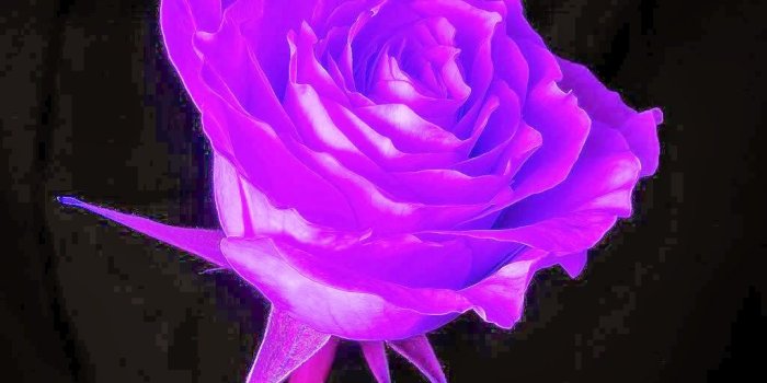 1024x899 Purple Rose Wallpapers ~ Free HD Desktop Wallpapers Download